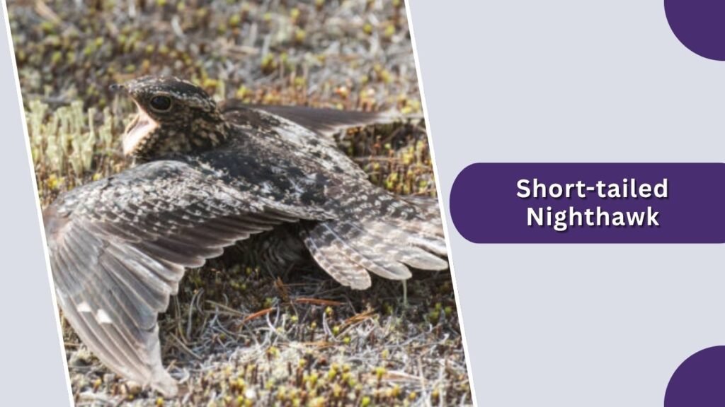 Short-tailed Nighthawk