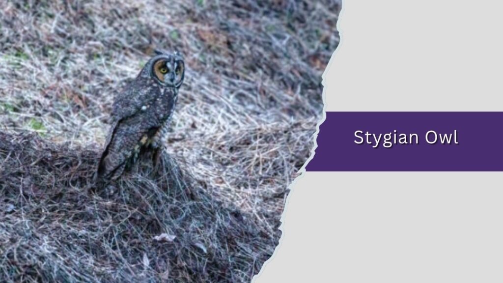 Stygian Owl