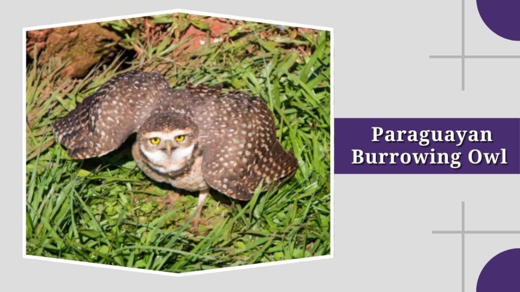 Paraguayan Burrowing Owl