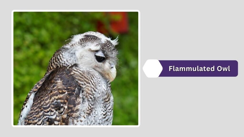 Flammulated Owl