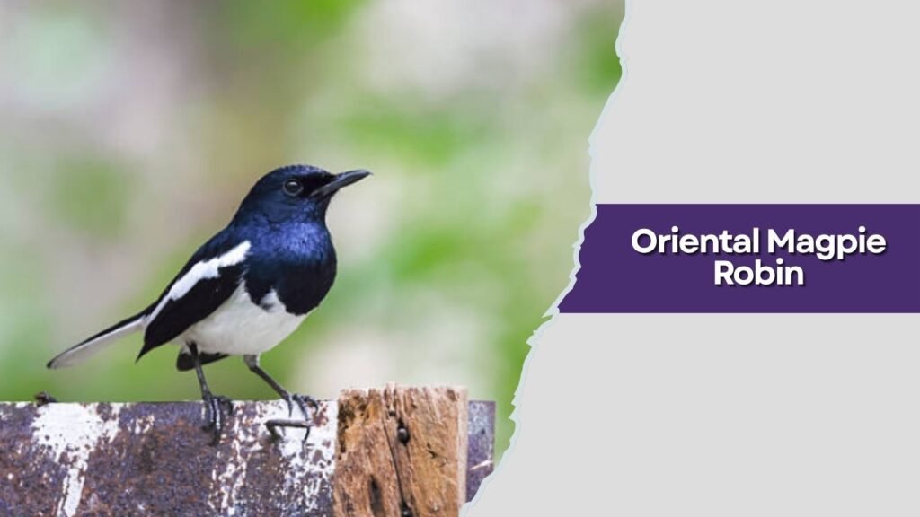 Oriental Magpie Robin