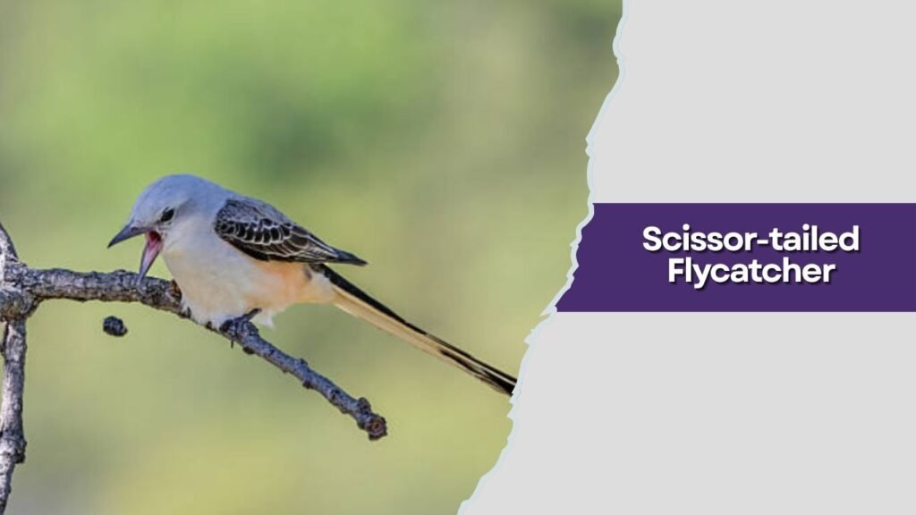 Scissor-tailed Flycatcher
