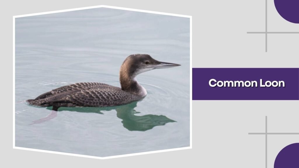  Common Loon