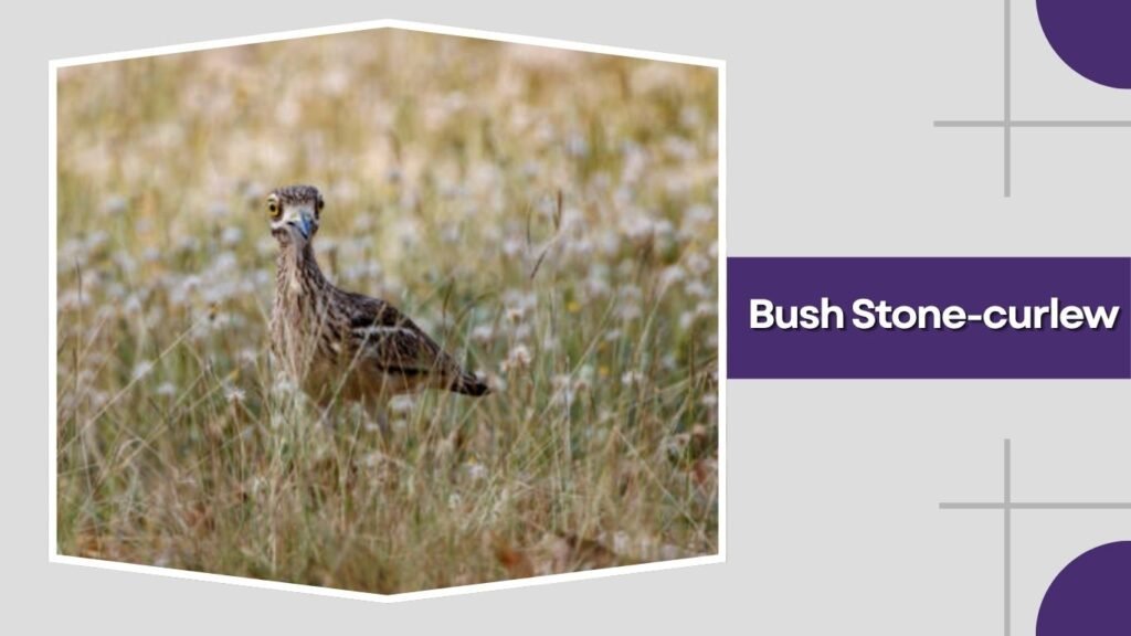 Bush Stone-curlew