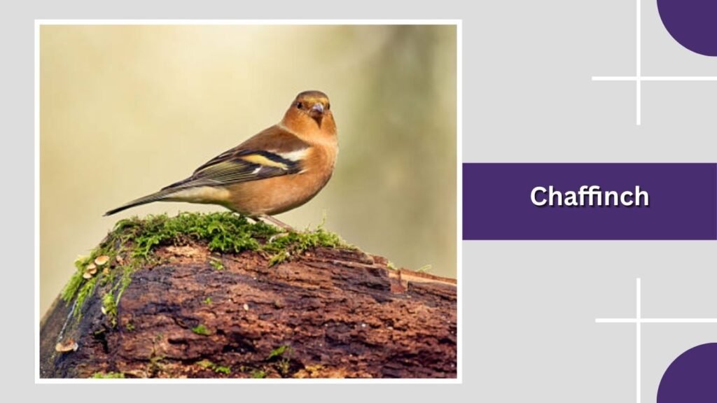Chaffinch