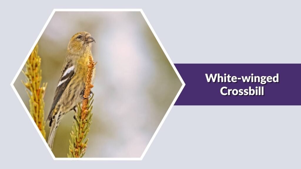 White-winged Crossbill