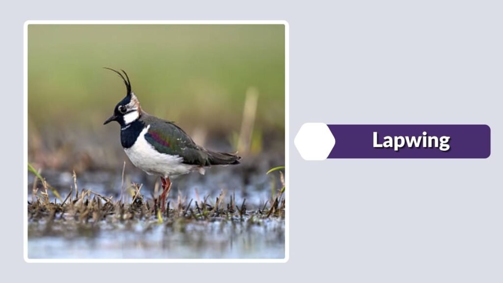  Lapwing