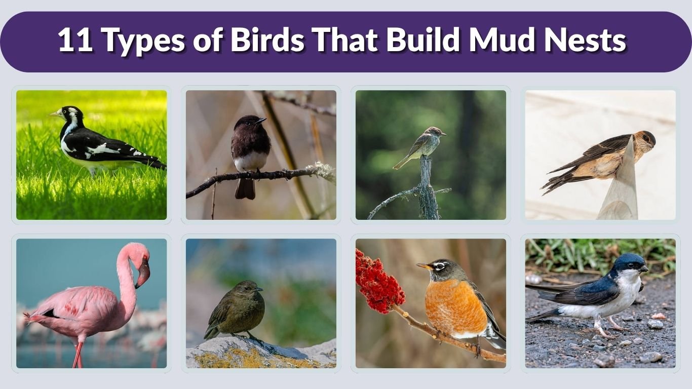 11 Types of Birds That Build Mud Nests (ID & Picture)