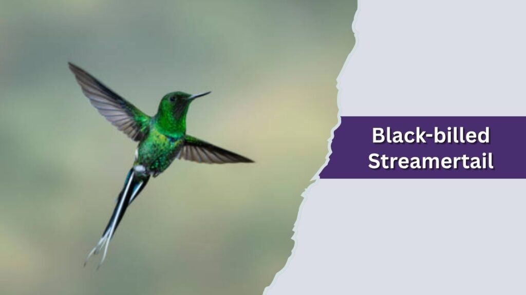 Black-billed Streamertail