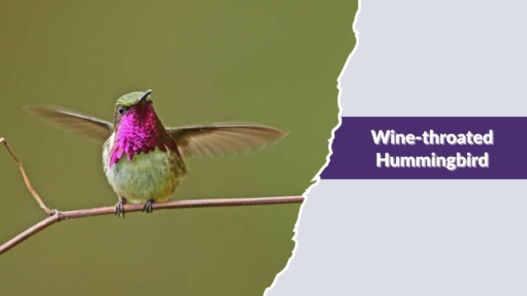 Wine-throated Hummingbird