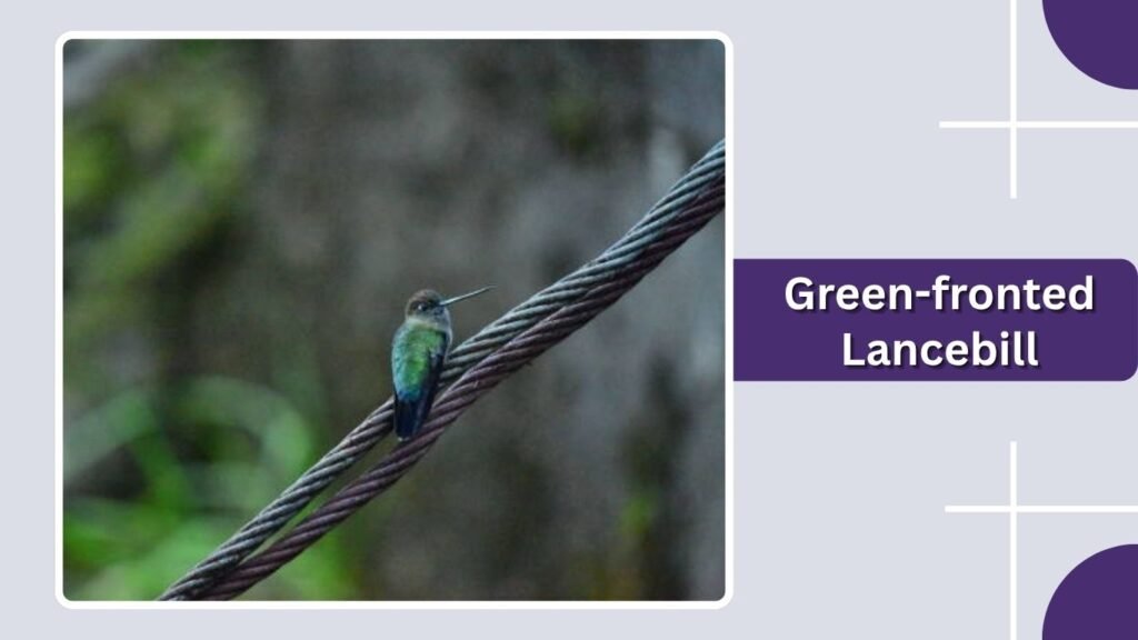 Green-fronted Lancebill