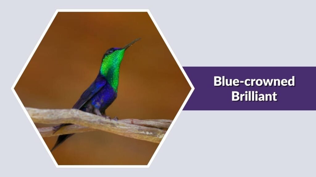  Blue-crowned Brilliant