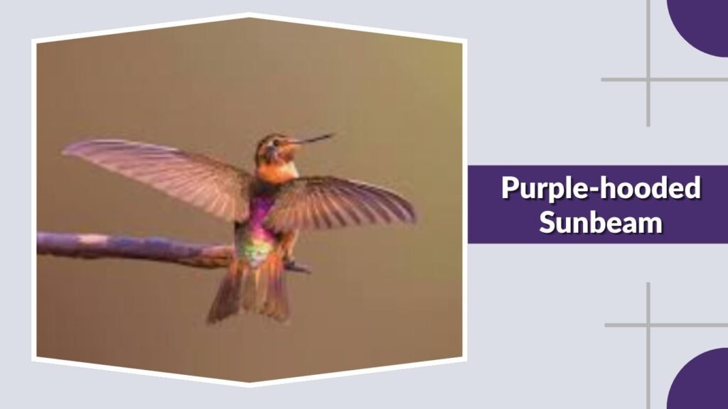 Purple-hooded Sunbeam