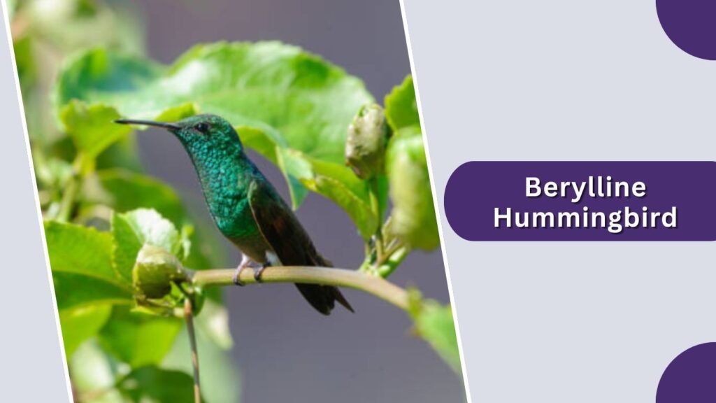 Berylline Hummingbird