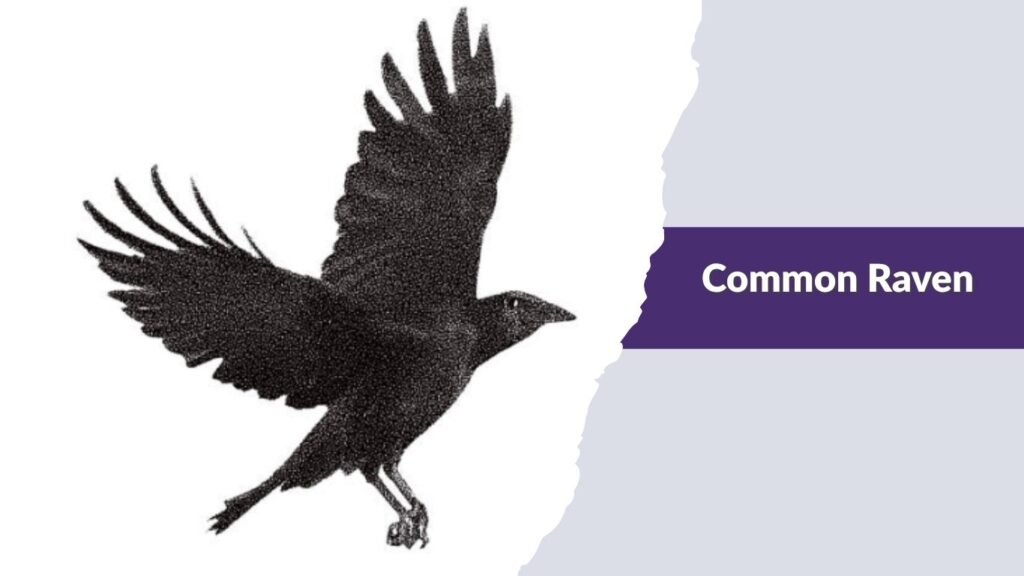 Common Raven