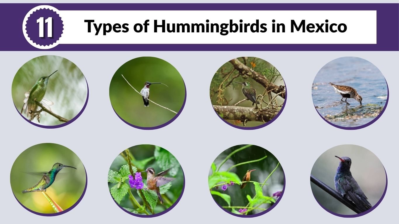 11 Types of Hummingbirds in Mexico: Id with Picture