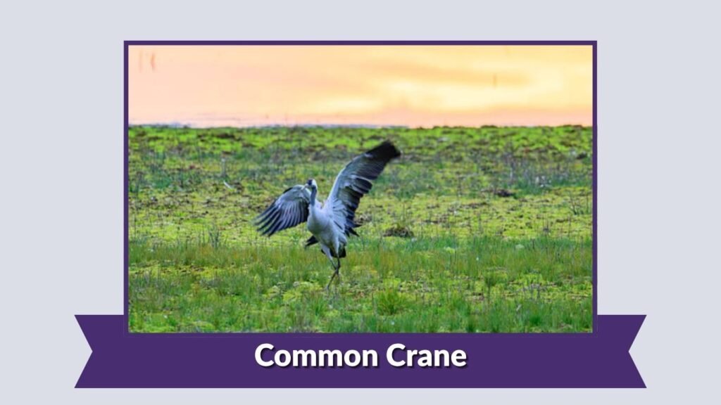 Common Crane