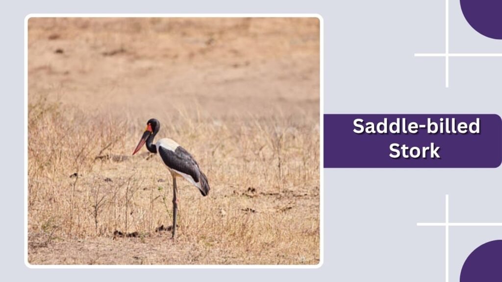 Saddle-billed Stork