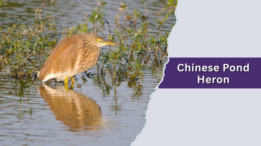  Chinese Pond Heron