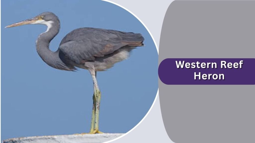  Western Reef Heron