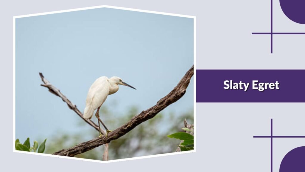 Slaty Egret