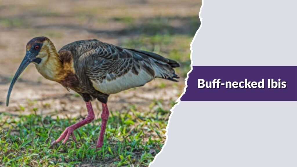 Buff-necked Ibis