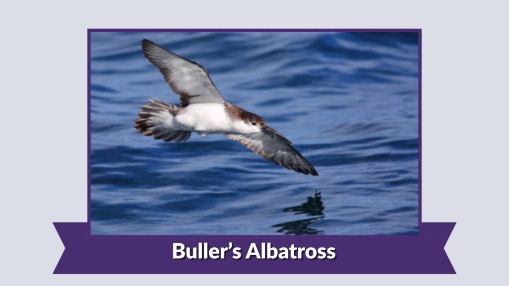 Buller’s Albatross
