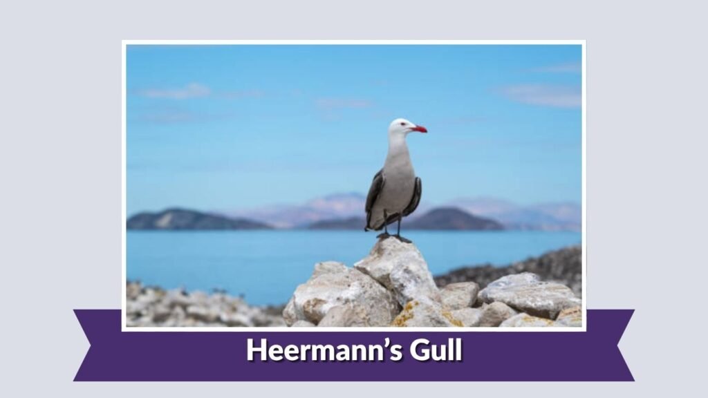 Heermann’s Gull