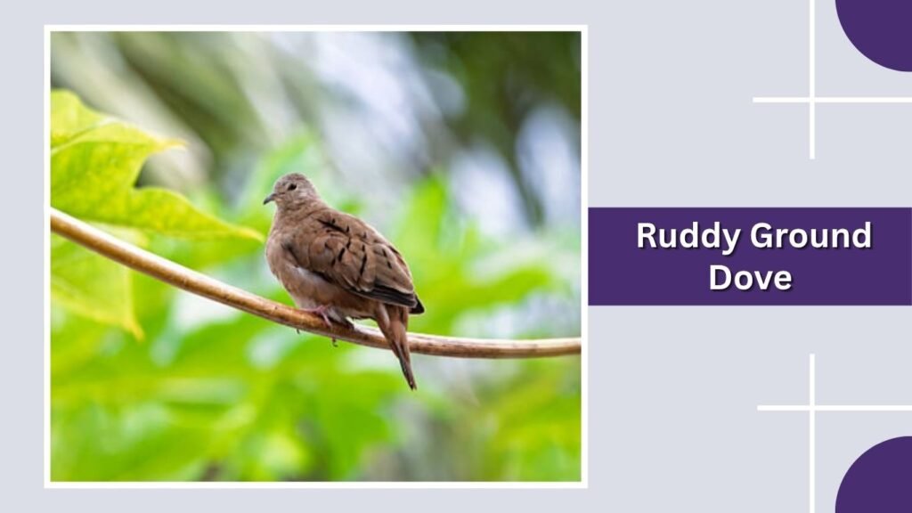  Ruddy Ground Dove