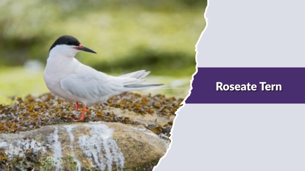  Roseate Tern