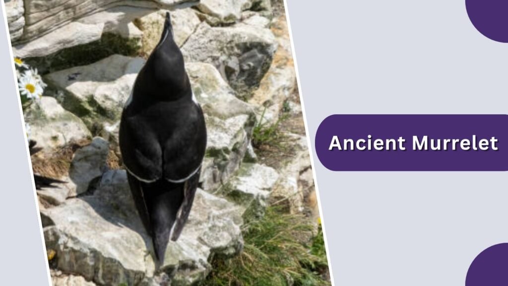 Ancient Murrelet