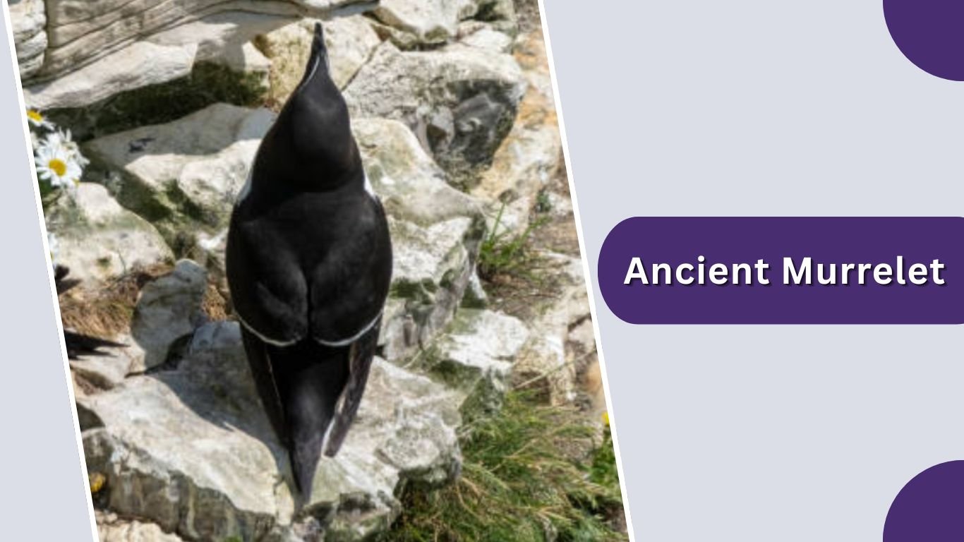 20 Types of Auk Birds: Species Identification Guide