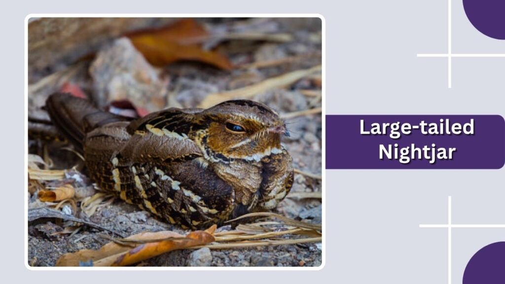 Large-tailed Nightjar