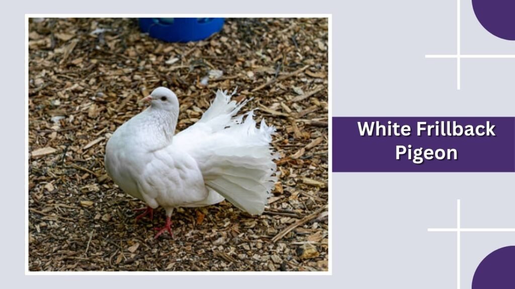 White Frillback Pigeon