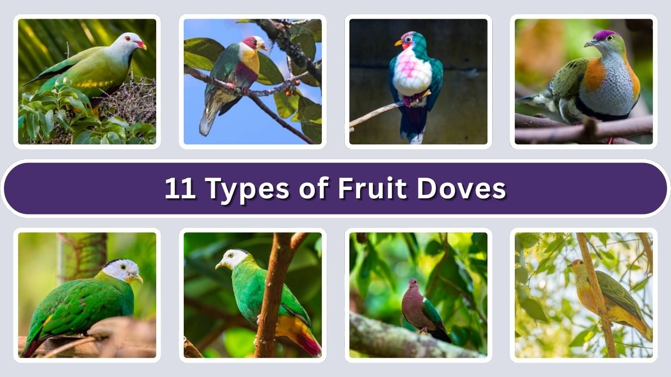 11 Types of Fruit Doves : Diet, Habits with Pictures