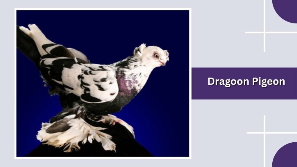Dragoon Pigeon