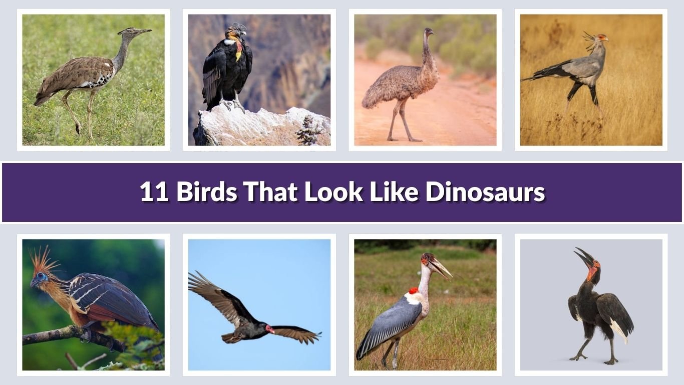 11 Birds That Look Like Dinosaurs: Identification with Picture