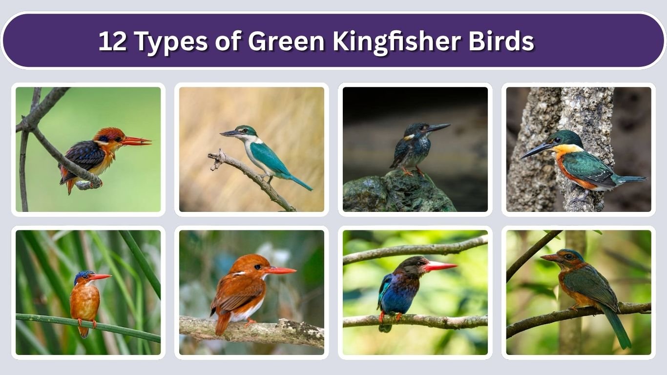 12 Types of Green Kingfisher Birds: Identification with Pictures 