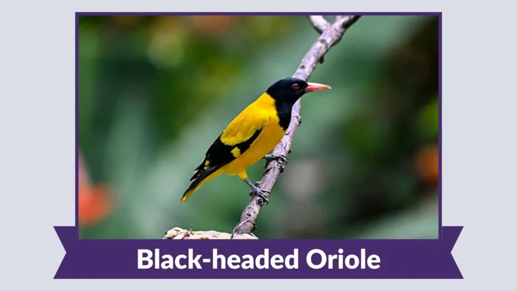 Black-headed Oriole