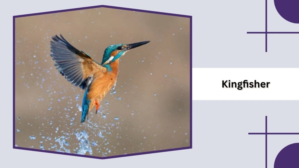 Kingfisher