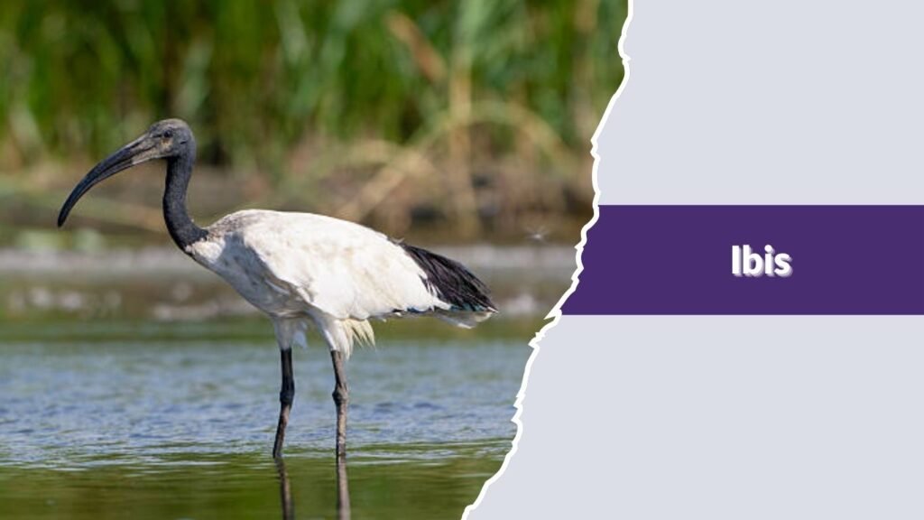 Ibis