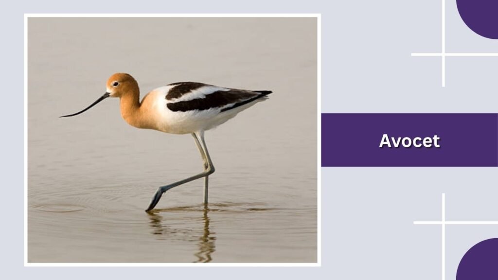 Avocet