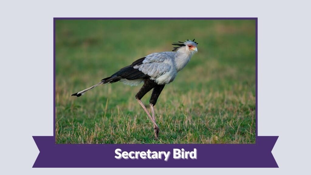 Secretary Bird