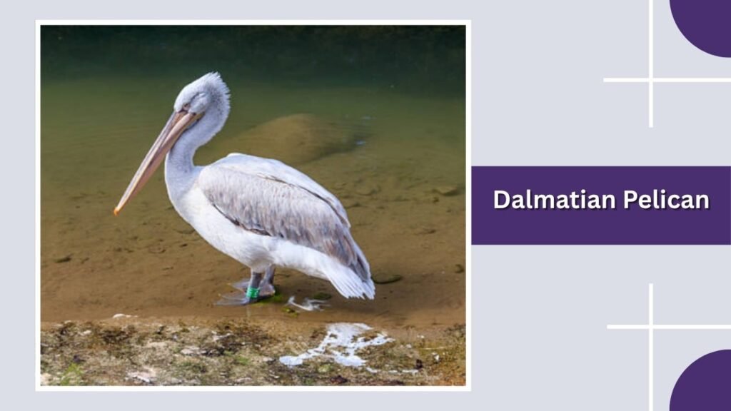  Dalmatian Pelican