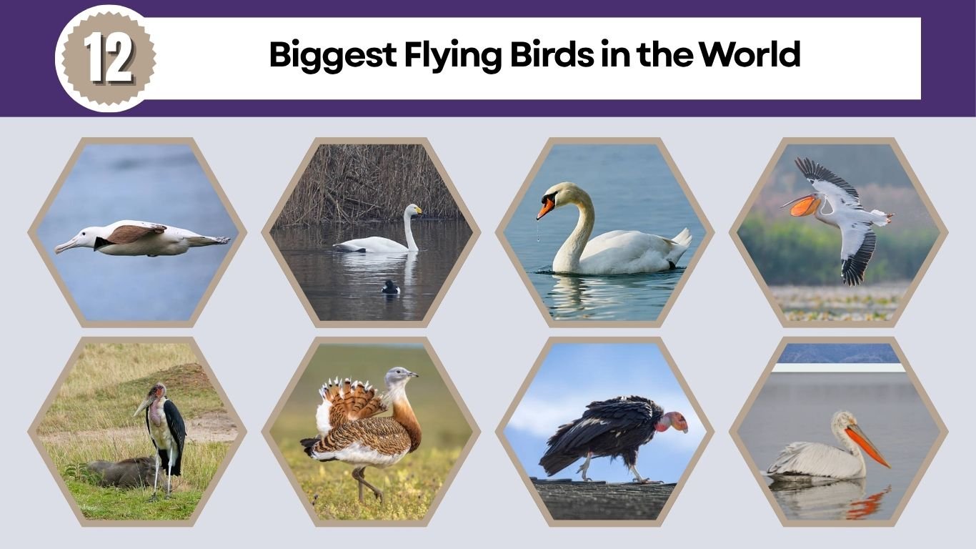 12 Biggest Flying Birds in the World: Size, Diet, Habitat & ID: Identification with Pictures 