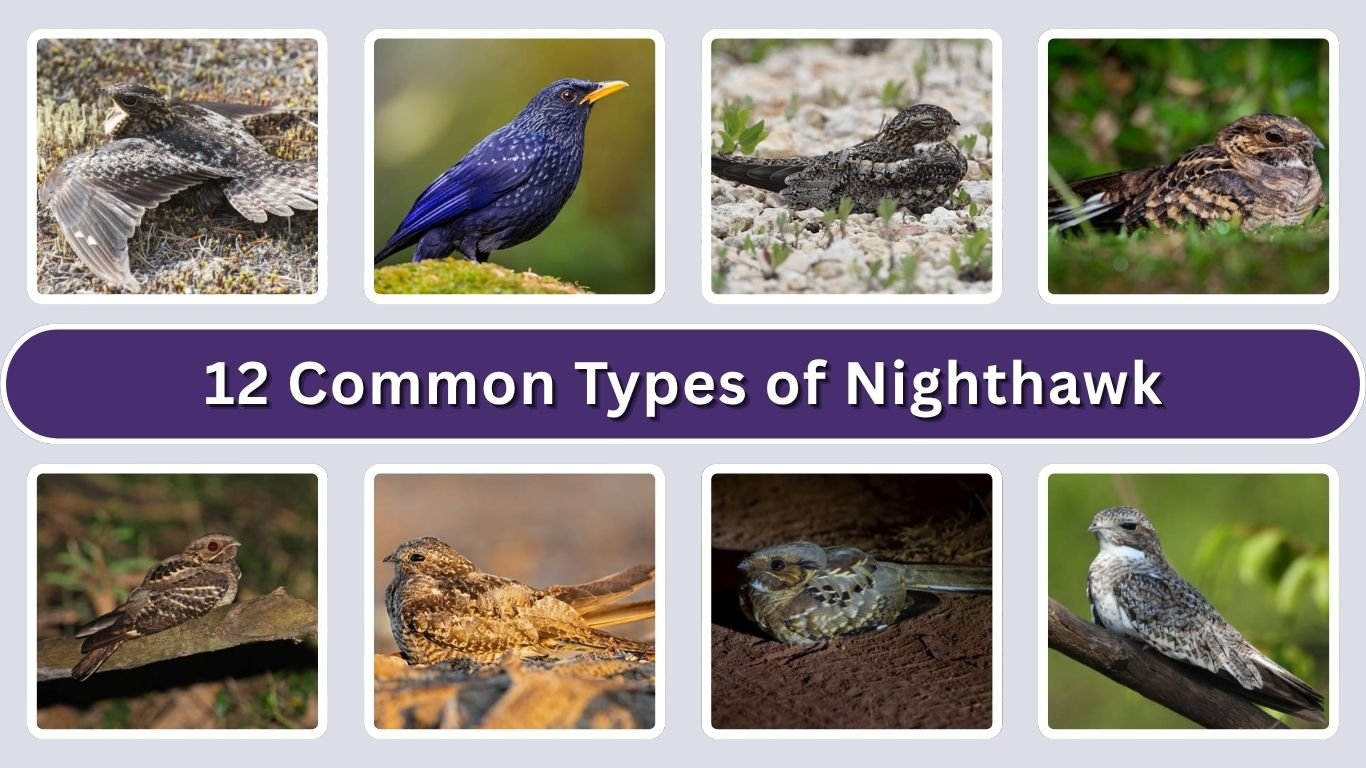 12 Common Types of Nighthawk: Identification with Picture