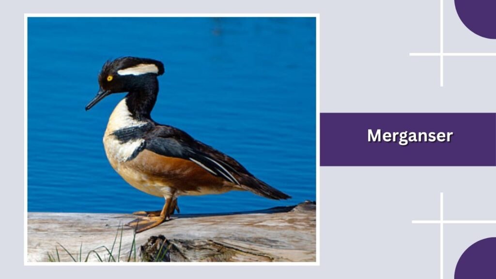  Merganser
