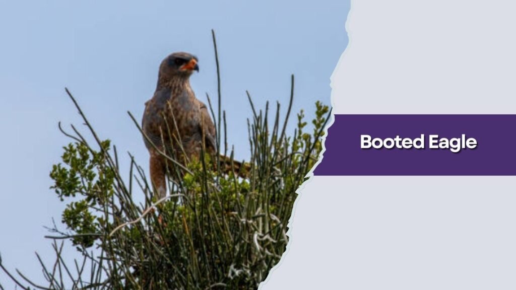 Booted Eagle