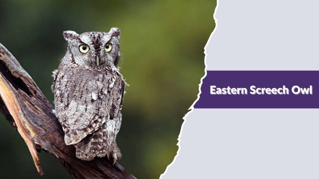 Eastern Screech Owl