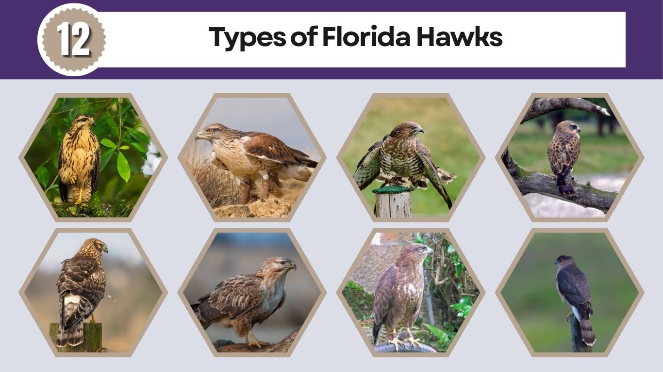 12 Types of Florida Hawks: ID, Size, Habitat & Diet: Identification with Pictures 